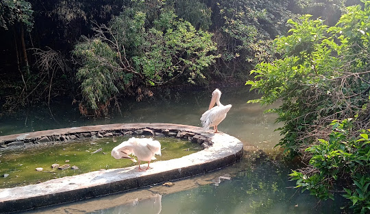 LADY HYDARI PARK: SHILLONG'S GARDEN OF TWO NAMES